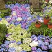 ヒメ日記 2025/07/06 13:44 投稿 真咲 熟女の風俗最終章 横浜本店