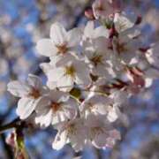 ヒメ日記 2025/03/30 12:46 投稿 かれん 熟女家 十三店