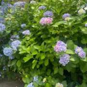 ヒメ日記 2025/06/26 21:03 投稿 かれん 熟女家 十三店