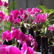 ヒメ日記 2025/06/28 21:07 投稿 かれん 熟女家 十三店