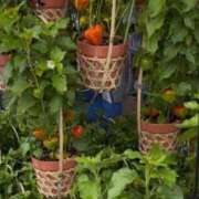 ヒメ日記 2025/07/13 10:28 投稿 かれん 熟女家 十三店