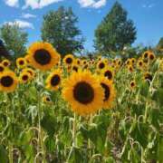 ヒメ日記 2025/08/17 20:35 投稿 かれん 熟女家 十三店