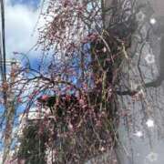 かれん 明日出勤いたします。 熟女家 十三店