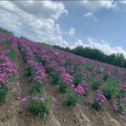 ヒメ日記 2026/02/04 20:18 投稿 夢 恋愛マット同好会