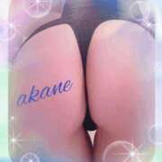 ヒメ日記 2025/12/12 09:05 投稿 あかね 奥様クラブ