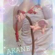 ヒメ日記 2025/12/18 09:05 投稿 あかね 奥様クラブ