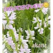 ヒメ日記 2026/08/16 07:25 投稿 あかね 奥様クラブ