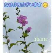 ヒメ日記 2026/08/31 06:25 投稿 あかね 奥様クラブ