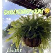 ヒメ日記 2026/09/14 10:00 投稿 あかね 奥様クラブ