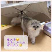 ヒメ日記 2025/04/03 07:34 投稿 りょう 人妻の秘密成田店