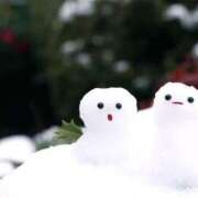 ヒメ日記 2025/01/24 09:07 投稿 小雪(こゆき) 土浦ハッピーマットパラダイス