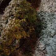 ヒメ日記 2025/03/04 22:47 投稿 小雪(こゆき) 土浦ハッピーマットパラダイス