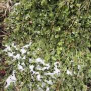 ヒメ日記 2025/03/05 07:47 投稿 小雪(こゆき) 土浦ハッピーマットパラダイス