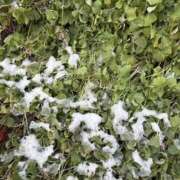 ヒメ日記 2025/03/09 07:47 投稿 小雪(こゆき) 土浦ハッピーマットパラダイス