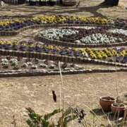 ヒメ日記 2025/03/15 07:37 投稿 小雪(こゆき) 土浦ハッピーマットパラダイス