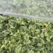 ヒメ日記 2025/03/16 07:37 投稿 小雪(こゆき) 土浦ハッピーマットパラダイス