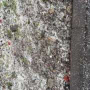 ヒメ日記 2025/03/19 07:37 投稿 小雪(こゆき) 土浦ハッピーマットパラダイス