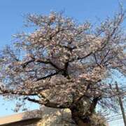 ヒメ日記 2025/04/07 23:37 投稿 小雪(こゆき) 土浦ハッピーマットパラダイス