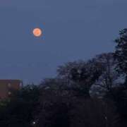 ヒメ日記 2025/04/13 23:17 投稿 小雪(こゆき) 土浦ハッピーマットパラダイス