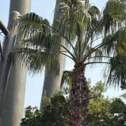 ヒメ日記 2025/08/11 07:37 投稿 小雪(こゆき) 土浦ハッピーマットパラダイス