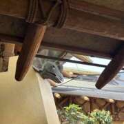 ヒメ日記 2025/08/16 07:45 投稿 小雪(こゆき) 土浦ハッピーマットパラダイス