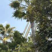 ヒメ日記 2025/08/23 07:47 投稿 小雪(こゆき) 土浦ハッピーマットパラダイス