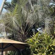 ヒメ日記 2025/09/06 07:47 投稿 小雪(こゆき) 土浦ハッピーマットパラダイス