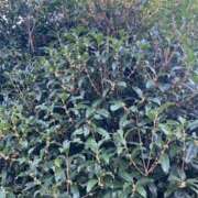 ヒメ日記 2025/10/22 08:07 投稿 小雪(こゆき) 土浦ハッピーマットパラダイス