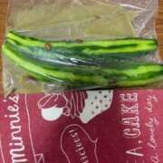 ヒメ日記 2025/11/18 10:07 投稿 小雪(こゆき) 土浦ハッピーマットパラダイス