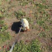 ヒメ日記 2025/11/21 16:07 投稿 小雪(こゆき) 土浦ハッピーマットパラダイス