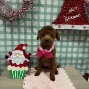 ヒメ日記 2026/01/03 23:17 投稿 小雪(こゆき) 土浦ハッピーマットパラダイス