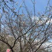 ヒメ日記 2026/04/01 07:47 投稿 小雪(こゆき) 土浦ハッピーマットパラダイス