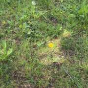 ヒメ日記 2026/04/25 13:38 投稿 小雪(こゆき) 土浦ハッピーマットパラダイス
