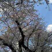 ヒメ日記 2026/04/04 08:35 投稿 天野りりか セレブショップ新宿（東京ハレ系）