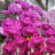 ヒメ日記 2026/10/02 08:15 投稿 桜坂きみか 言葉責めＭ性感イッツブーリー（横浜ハレ系）