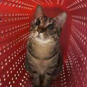 ヒメ日記 2025/04/02 16:01 投稿 上原まこと ミスターダンディー