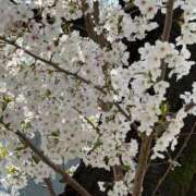 ヒメ日記 2025/04/08 13:17 投稿 上原まこと ミスターダンディー