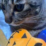 ヒメ日記 2025/04/18 15:09 投稿 上原まこと ミスターダンディー