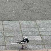 ヒメ日記 2025/04/27 13:05 投稿 上原まこと ミスターダンディー