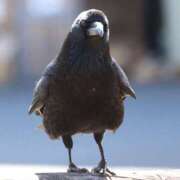 ヒメ日記 2025/07/26 15:23 投稿 上原まこと ミスターダンディー