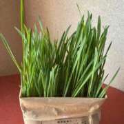 ヒメ日記 2025/07/27 14:53 投稿 上原まこと ミスターダンディー