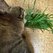 ヒメ日記 2025/07/30 06:15 投稿 上原まこと ミスターダンディー