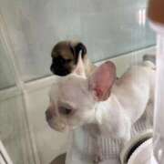 ヒメ日記 2025/08/14 19:43 投稿 上原まこと ミスターダンディー