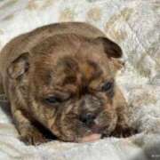 ヒメ日記 2025/12/06 17:43 投稿 上原まこと ミスターダンディー