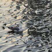 ヒメ日記 2025/12/11 20:13 投稿 上原まこと ミスターダンディー