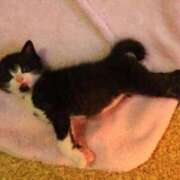 ヒメ日記 2025/12/31 17:05 投稿 上原まこと ミスターダンディー