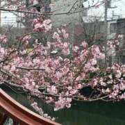 ヒメ日記 2026/03/21 15:03 投稿 上原まこと ミスターダンディー