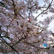 ヒメ日記 2025/03/30 09:45 投稿 渡辺なお 言葉責めＭ性感イッツブーリー（横浜ハレ系）