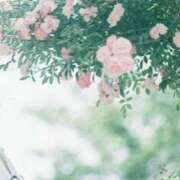 ヒメ日記 2025/04/01 12:31 投稿 渡辺なお 言葉責めＭ性感イッツブーリー（横浜ハレ系）