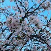 ヒメ日記 2026/04/02 08:14 投稿 陣内貴美子 セレブショップ新宿（東京ハレ系）